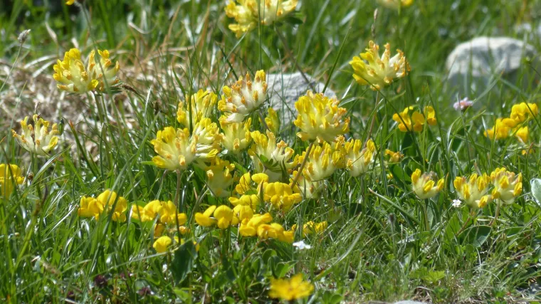 Ranjenik biljka -  biljka narodne medicine koja ubrzava zacijeljivanje rana