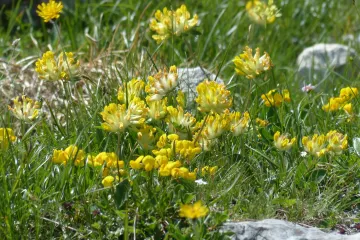 Ranjenik biljka -  biljka narodne medicine koja ubrzava zacijeljivanje rana