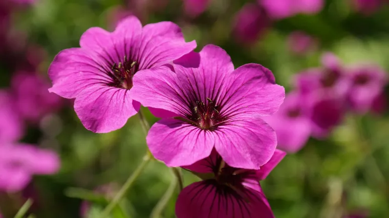 Zdravac biljka - medonosna biljka južne Europe