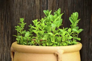 Zelena metvica - aromatična biljka koja ublažava tegobe dišnog sustava