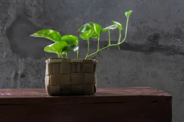 Sobni puzavac - prirodni pročistač zraka