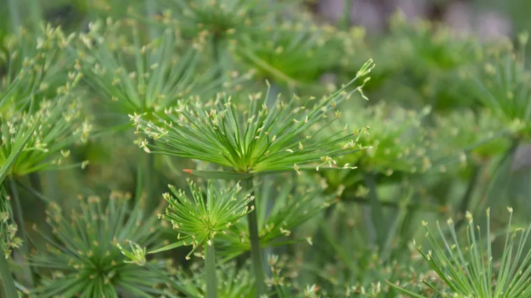 Vodena palma -  biljka koja raste u vodi