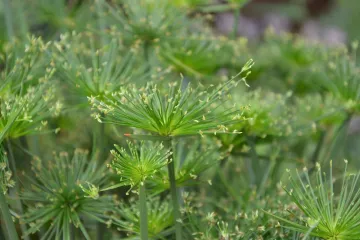 Vodena palma -  biljka koja raste u vodi