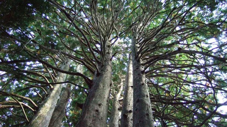 Japanska hiba - autohtono japansko drvo pogodno za gradnju