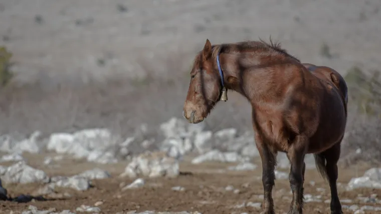Liječnik svoje pacijente obilazi na konju: 63 su mu godine i svaki tjedan zbog odlaska u kućne posjete ja&scaron;e od 80 do 100 kilometara