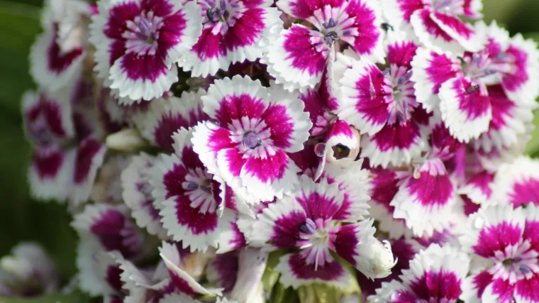 Mini karanfili - sve što trebate znati o mini karanfilima