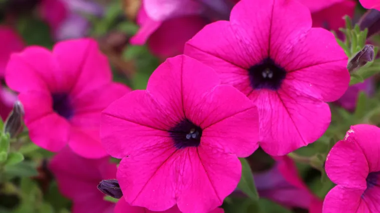 Znate li koje cvijeće saditi u proljeće?