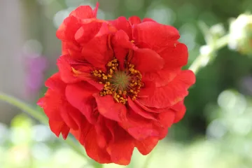 Trajnice koje se sade u proljeće - koje cvijeće saditi u proljeće?