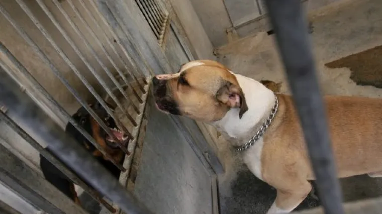 Organizirali ilegalne borbe pasa, policajci kraj napu&scaron;tenog hangara prona&scaron;li ostatke mučenih životinja