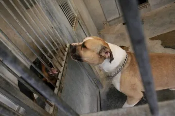 Organizirali ilegalne borbe pasa, policajci kraj napuštenog hangara pronašli ostatke mučenih životinja