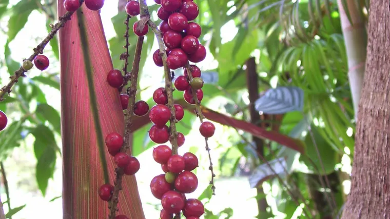 Guarana biljka - super namirnica koja povećava koncentraciju