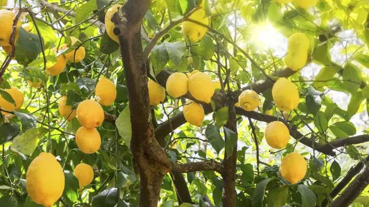 Prihrana limuna - kada ju i čime vršiti