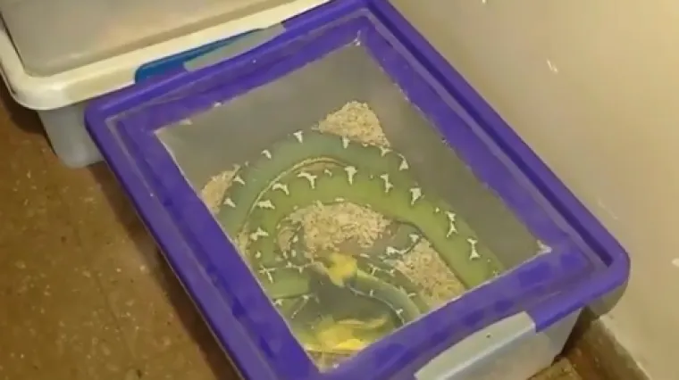 Policija upala u stan i prona&scaron;la 219 zmija