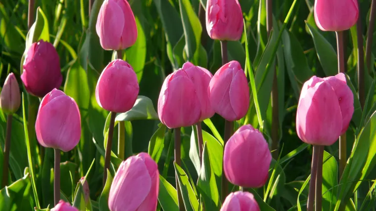 Sadnja tulipana u tegle - kako saditi tulipane?