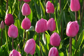 Sadnja tulipana u tegle - kako saditi tulipane?