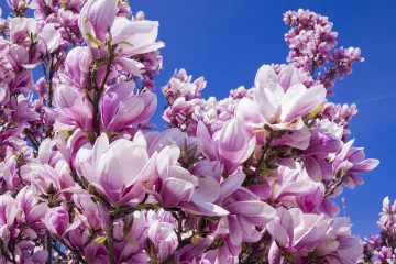 Patuljasto ukrasno drveće: najljepši ukras za vašu okućnicu