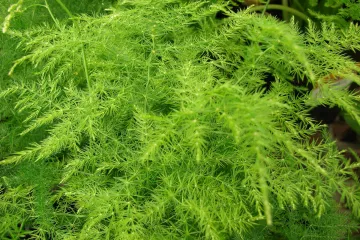 Ukrasna šparoga: ljekovito bilje koje možete uzgojiti u vrtu