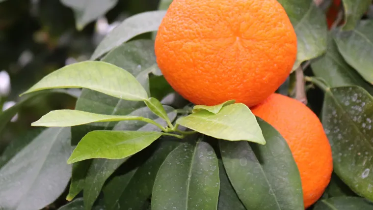 Uzgojite naranču u stanu: savjeti za uzgoj naranče u tegli