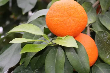 Uzgojite naranču u stanu: savjeti za uzgoj naranče u tegli