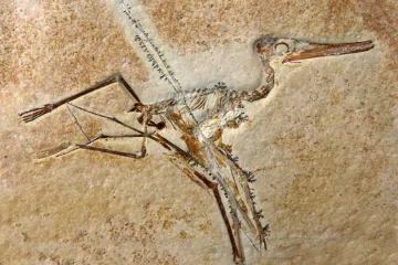 Želite li postati fosil, morate znati nekoliko fascinantih stvari o tafonomiji