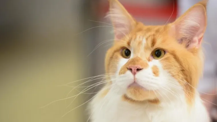 Ako volite mace rezervirajte vikend za međunarodnu izložbu mačaka