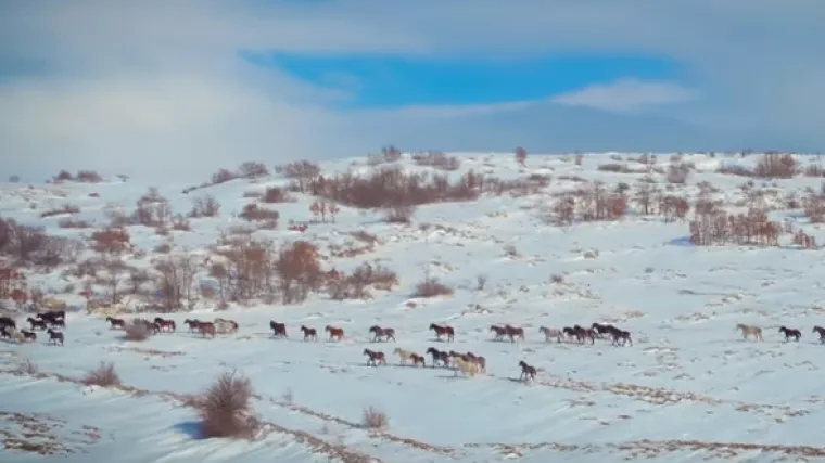Snježni prizori koji dokazuju u kakvoj  bajci živimo: dron uhvatio divlje livanjske konje u trku