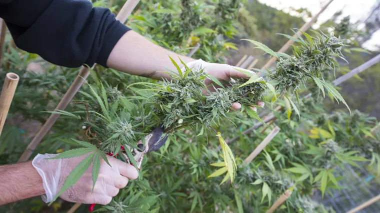 Živi zid traži legalizaciju marihuane u Vukovaru kako bi se pomoglo u zapo&scaron;ljavanju