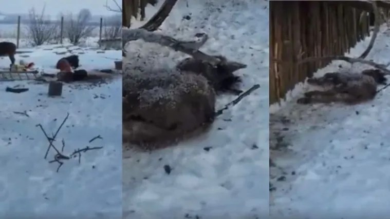 Uznemirujući prizori životinja na umoru kraj Đakova: trenutni vlasnik počeo hiniti brigu kad je čuo da dolazi inspekcija