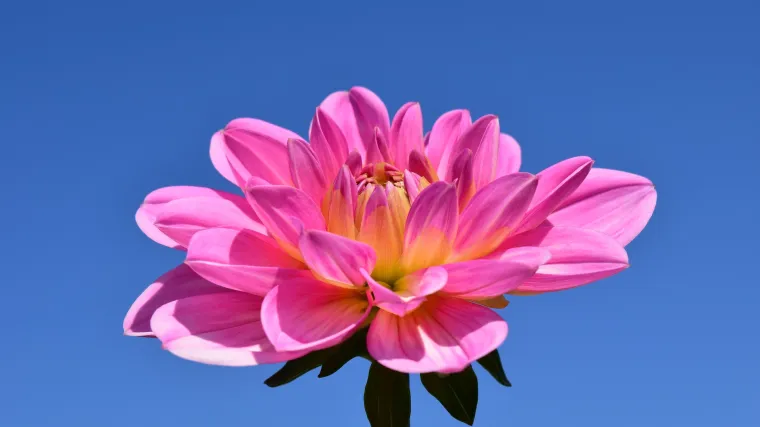 Sadnja dalija: naučite kako i kad se sade dalije