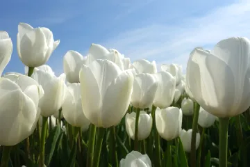 Bijeli tulipani: naučite kako uzgajati tulipane u vrtu