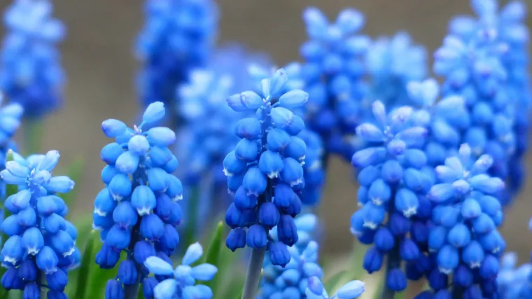 Za sve ljubitelje plave: ovo je najljepše cvijeće plave boje