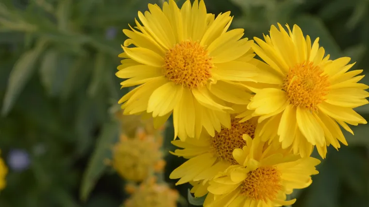 Cvijeće koje podnosi hladnoću: cvijeće koje cvjeta zimi
