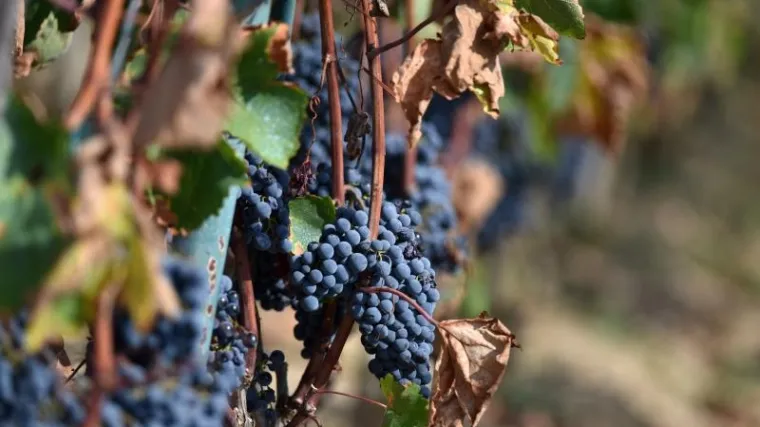 Sramotna od&scaron;teta za &scaron;tetu u požaru: vatra joj progutala 1500 čokota vinove loze, od države dobila 55 kuna