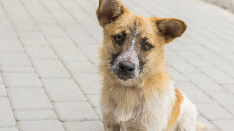 Ostavila psa na cesti, a onda ga je 65-godi&scaron;njak udario &scaron;tapom po glavi: oboje dobili kaznu