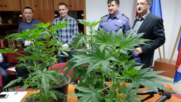 Međimurski policajci razbili lanac proizvođača marihuane: otkriven ilegalni laboratorij, a drugi bio u izradi