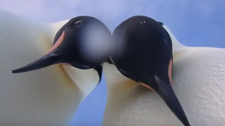 Selfie pingvina s Antarktike uljep&scaron;at će vam dan: znatiželjni dvojac nije mogao odoljeti kameri u njihovoj blizini