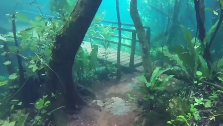 Pogledajte kako je poplava pretvorila brazilsku pra&scaron;umu u ne&scaron;to stvarno posebno