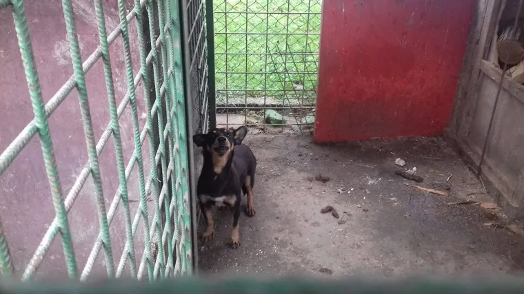 'Tko će biti odgovoran ako napu&scaron;ten pas ugrize dijete na ulici?'  &Scaron;apica prisiljena prestati s radom skloni&scaron;ta