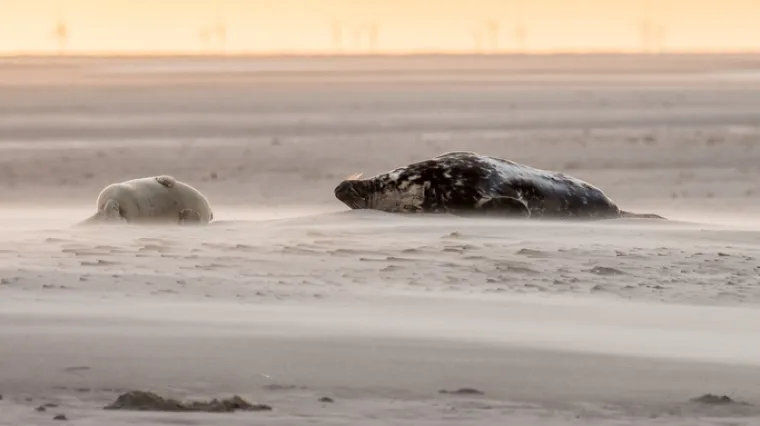 Antarktički račići mikroplastiku pretvaraju u nanoplastiku