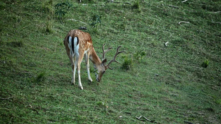 Agrokor iznajmljuje moslavačko lovi&scaron;te na kojem je Todorić rekreativno 'ganjao' jelene