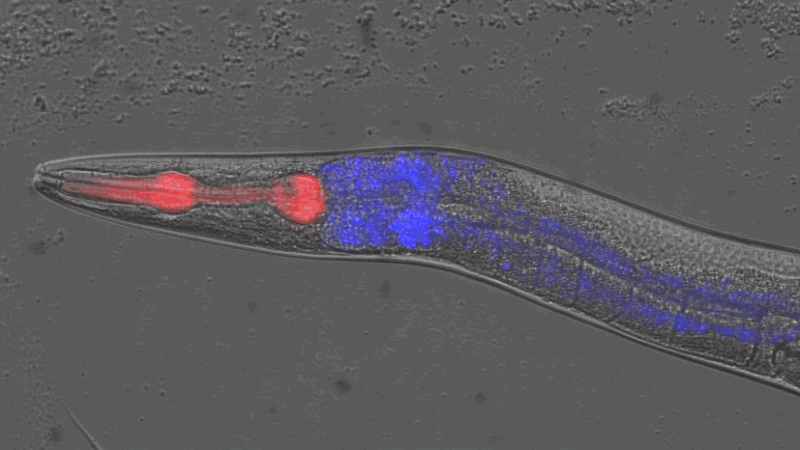 Nevjerojatna snimka otkriva kako se smrt širi kroz tijelo