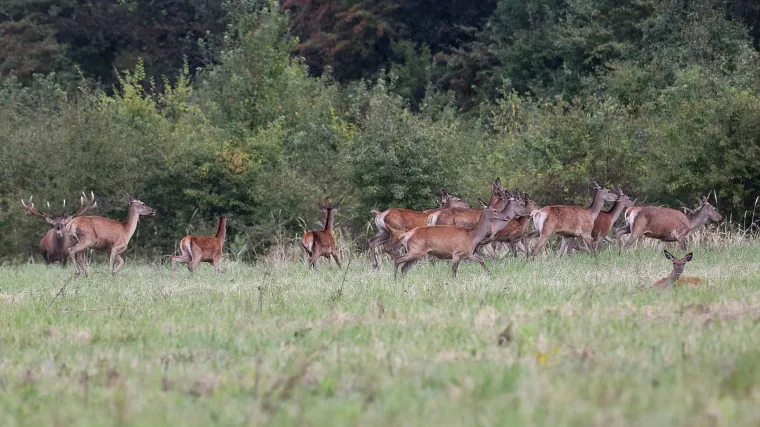 Izvanredna uprava raspisala poziv za ponude, cijena prava sitnica