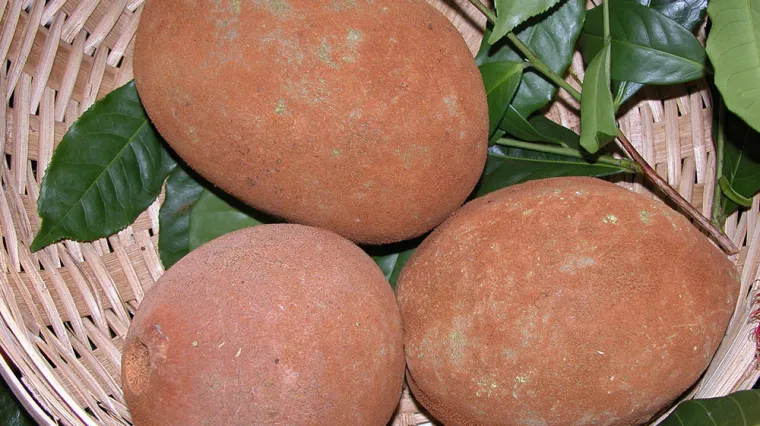 Cupuacu voće - supervoće čokoladnog okusa