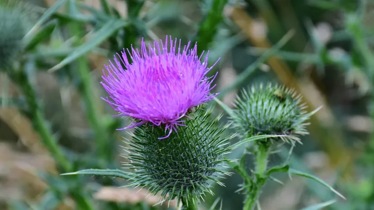 Palamida biljka - višegodišnji poljoprivredni korov