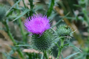 Palamida biljka - višegodišnji poljoprivredni korov