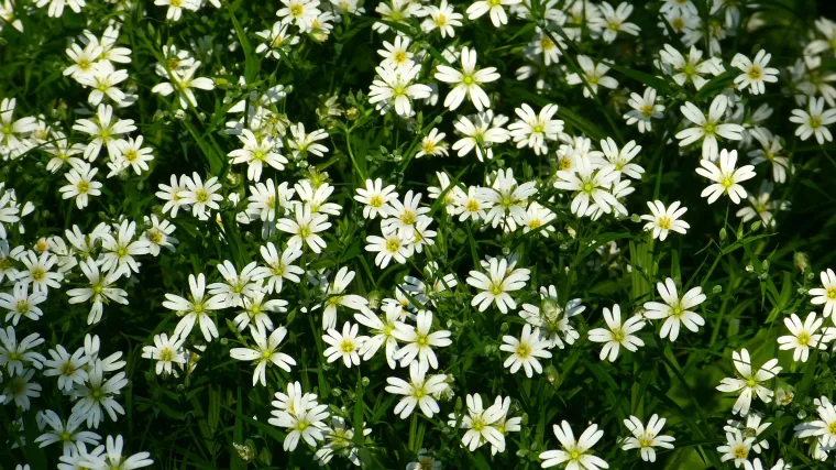 Crijevac biljka - livadna biljka zapuštenih prostora