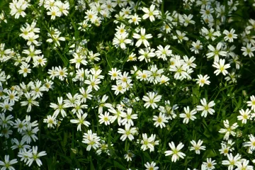 Crijevac biljka - livadna biljka zapuštenih prostora