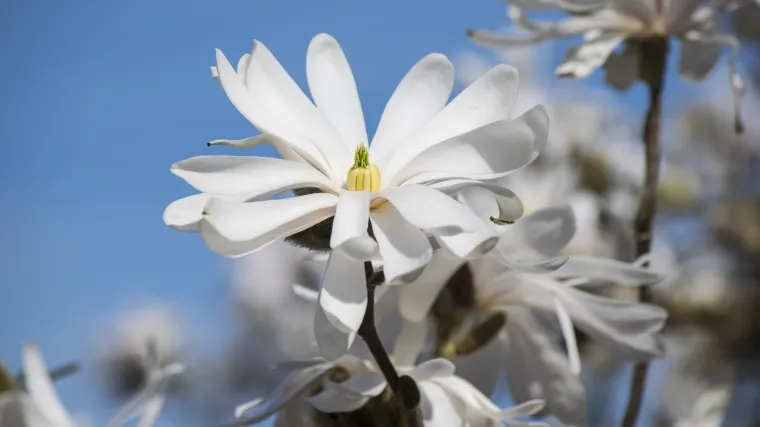 Biljke dvosupnice: sve o biljkama dvosupnicama
