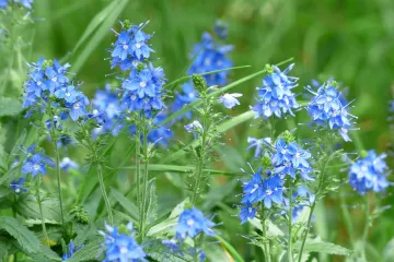 Veronika biljka - biljka koja je lijek za sve