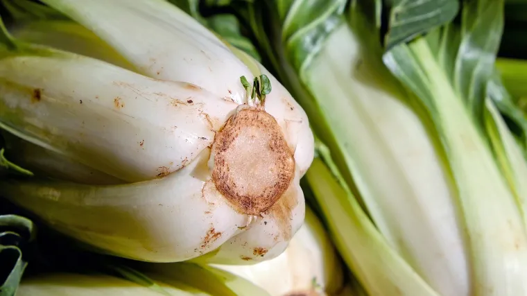 Divlja blitva: samonikla biljka koja čuva naše zdravlje